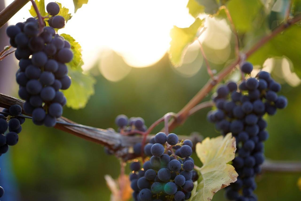 Weingut Martin Blass エアラブルン エクステリア 写真